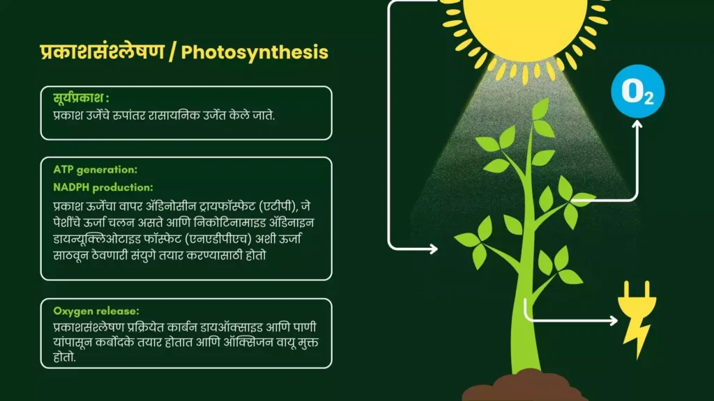 प्रकाशसंश्लेषण | Photosynthesis